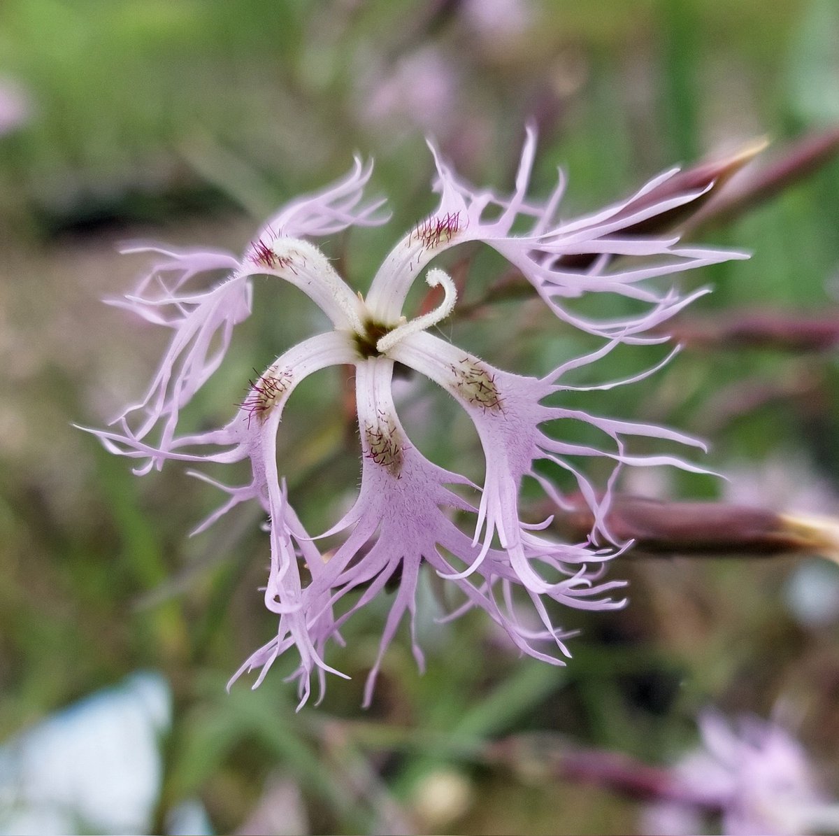 PlantPref's tweet photo. The flowers of Dianthus superbus always look impossibly delicate but it is remarkably tough. Relatively short lived as a plant though so do let it self seed.
#dianthus #dianthussuperbus #scented #selfseeding #peatfree #mailorderplants #plantsforsale https://t.co/1xg9KWNZoC