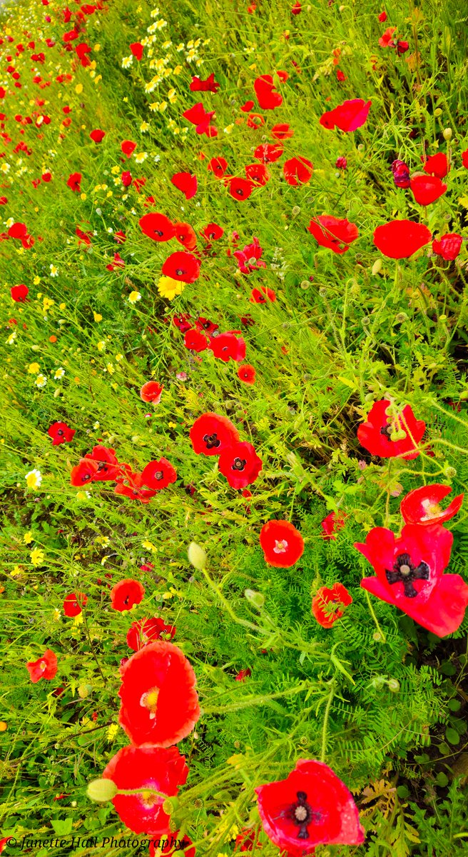 Wild flowers ❤️💛💚
#wildflowers #midgehall #weather #loveukweather #Preston #lancashire #colours #color #nature #NaturePhotography #NatureBeauty #naturelovers #sky #poppy #wildpoppy #flowers #flower #red #green