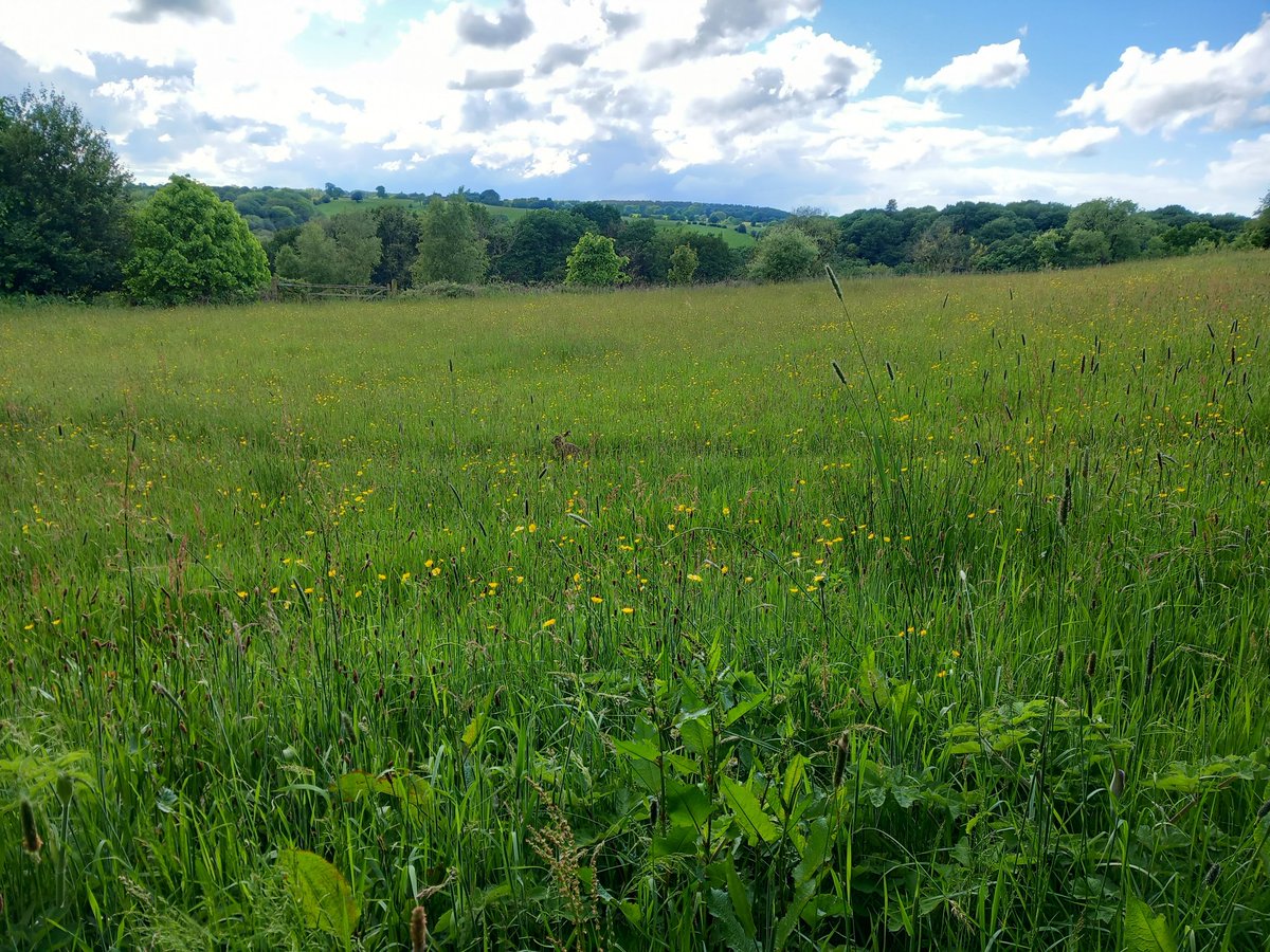 We are so lucky to have hares on our farm. Here's one sat in a meadow, overlooking the mature oak woodland that is nestled in the valley.
#TwitterNaturePhotography #Wildlife