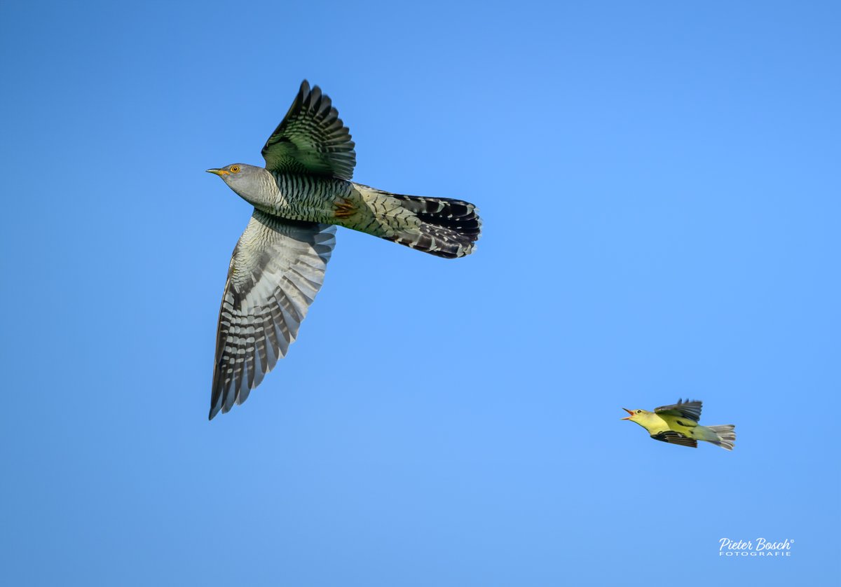 Een opmerkelijk moment vastgelegd: de spotvogel verjaagt de koekoek. @vogelnieuws #oostvaardersplassen #vogelfotografie