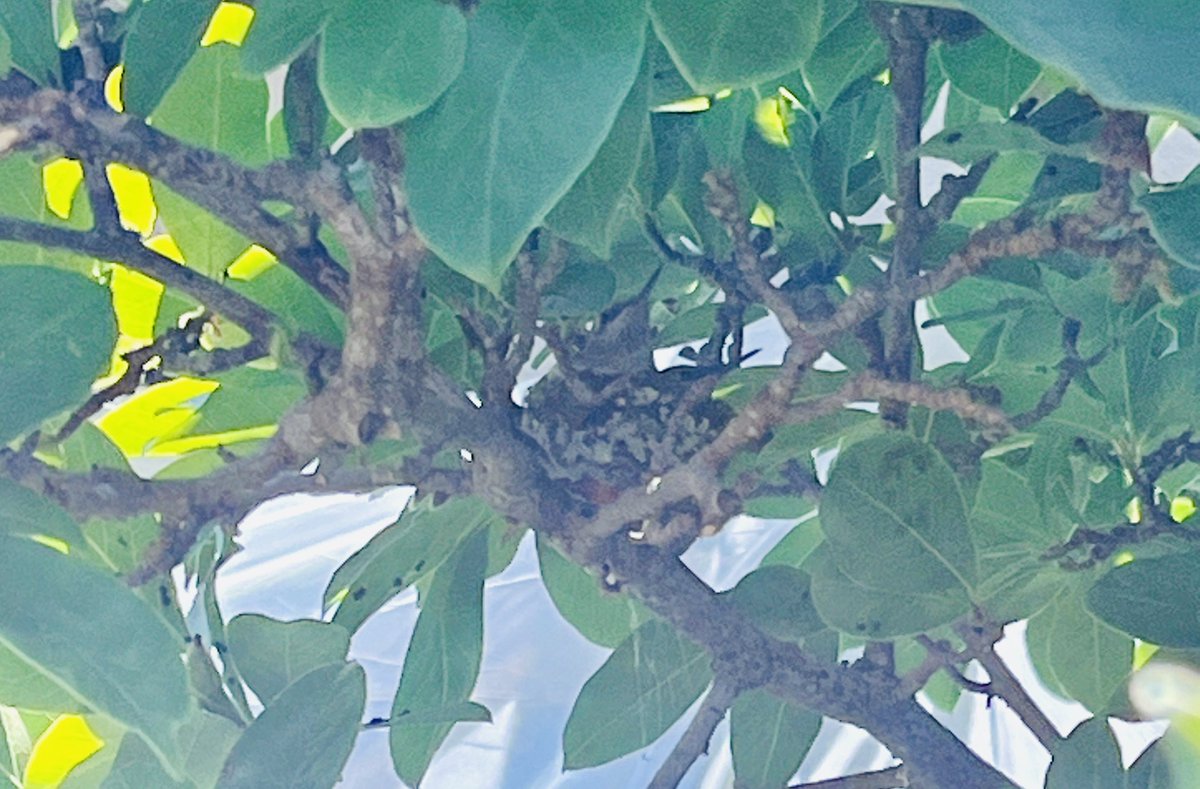 🪺 baby hummingbird nest next door 🪺