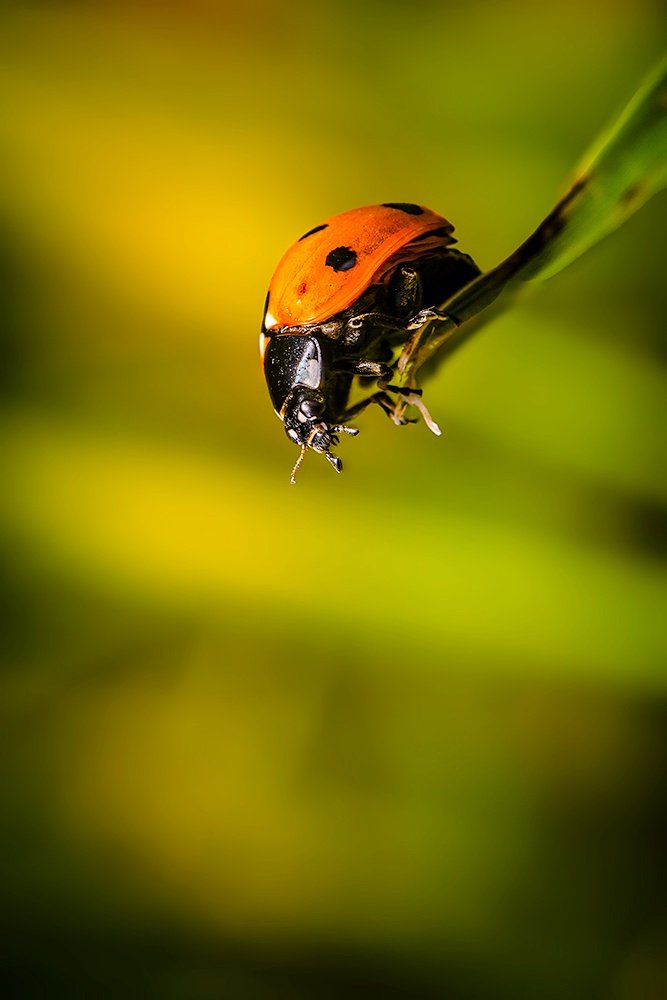 'He you there down...pssstt...that Nikon man is in the garden...I repeat...stay still and don't move, I will distract him...' 😄📷🐞 #nikon #nikoncreators #nature #NaturePhotography @NikonEurope @NikonUSA