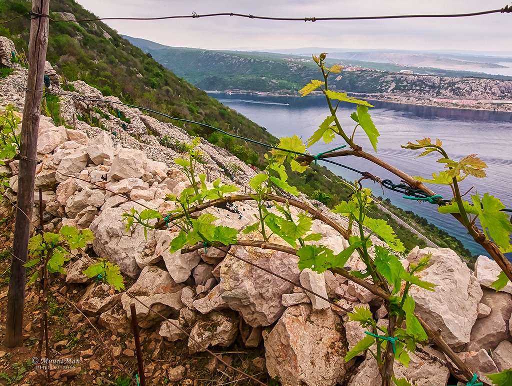 StjepanStimac's tweet photo. Praputnjarski prezidi
Kameni zidovi i terase na strmim padinama sa sjeverne strane Bakarskog zaljeva
#terase #vinogradi #obnavljanje #bakarskizaljev #kvarner #photography https://t.co/iPM6xyDtr1