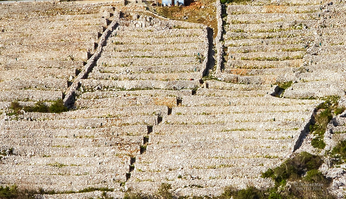 StjepanStimac's tweet photo. Praputnjarski prezidi
Kameni zidovi i terase na strmim padinama sa sjeverne strane Bakarskog zaljeva
#terase #vinogradi #obnavljanje #bakarskizaljev #kvarner #photography https://t.co/iPM6xyDtr1