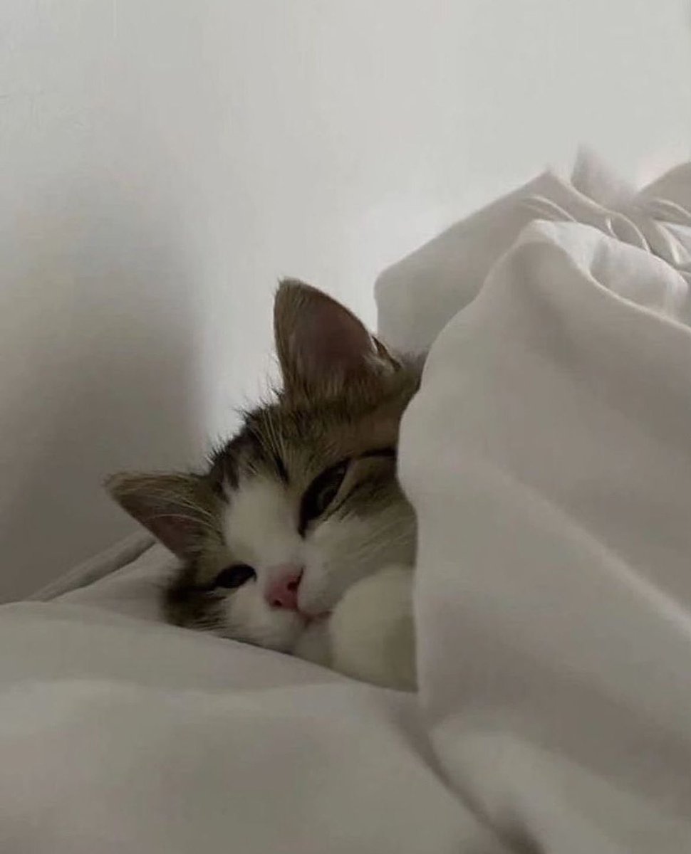 Punch Cat tweet media