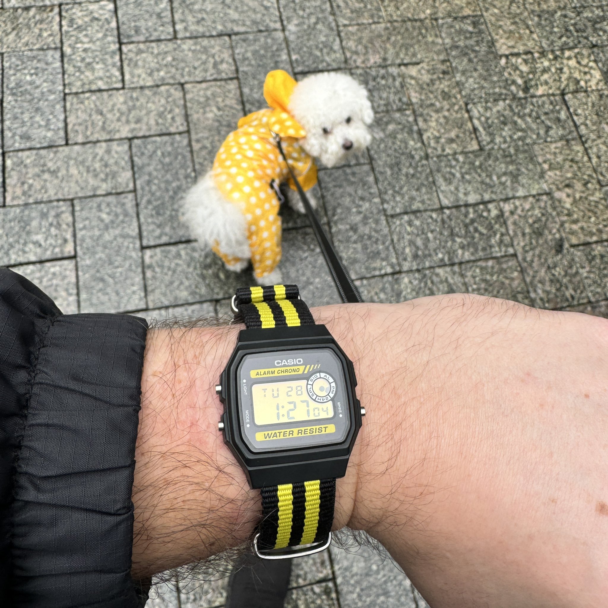 Casio bumblebee hotsell