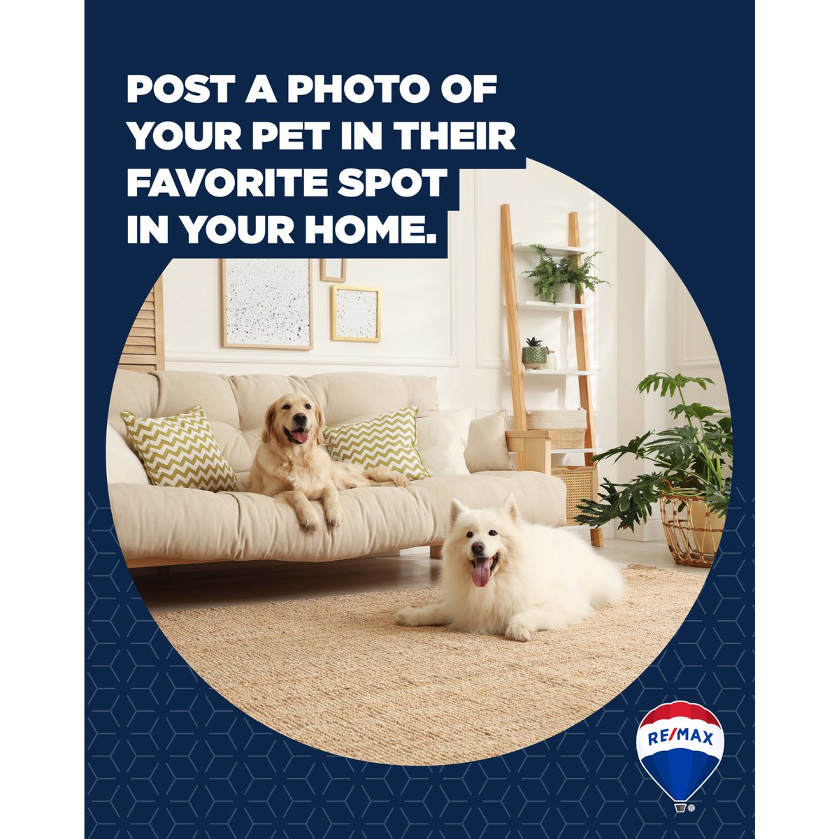 TalkToAndris's tweet photo. SHARE some pics with us of your furry friends in.their happy place in your home! 
#TalkToAndris 

#happypets
#happyowners
#fortheloveofpets https://t.co/MSrEgv3RXB