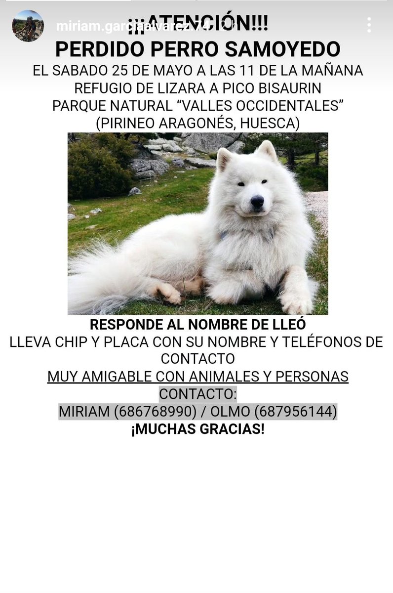 Perdido perro #samoyedo este sábado en los #pirineos, es de una amiga, por si alguien de la zona lo ve, pf que se pongan en contacto con ellos: 
Gracias! Se agradece rt