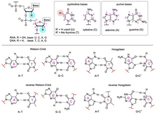 The #HighlyCited article on our #Pharmaceuticals The Medicinal Chemistry of Artificial Nucleic Acids and Therapeutic Oligonucleotides by Bege et al. Enjoy reading: mdpi.com/1424-8247/15/8… @MDPIBiologySubj