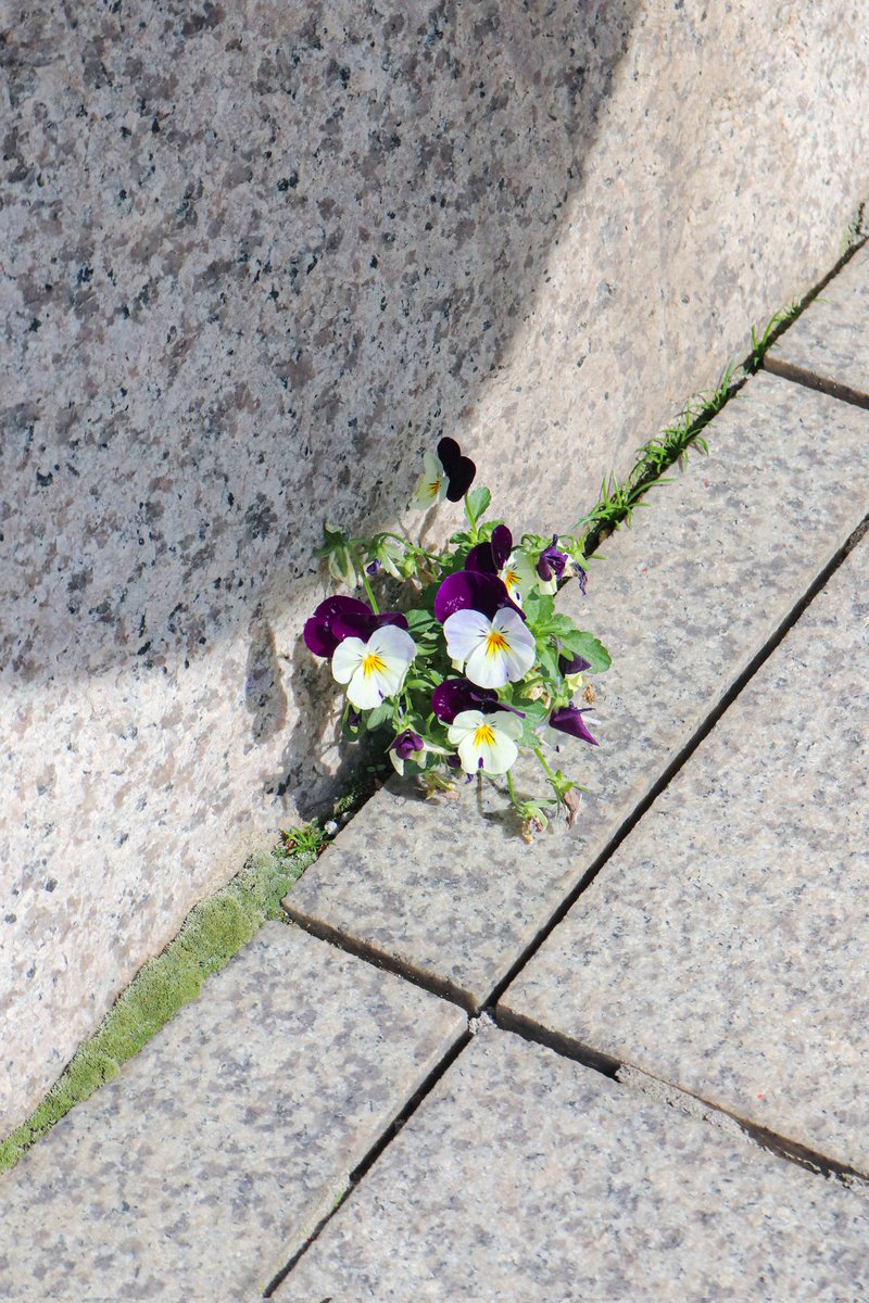 틈새에서도 꿋꿋하게🌱