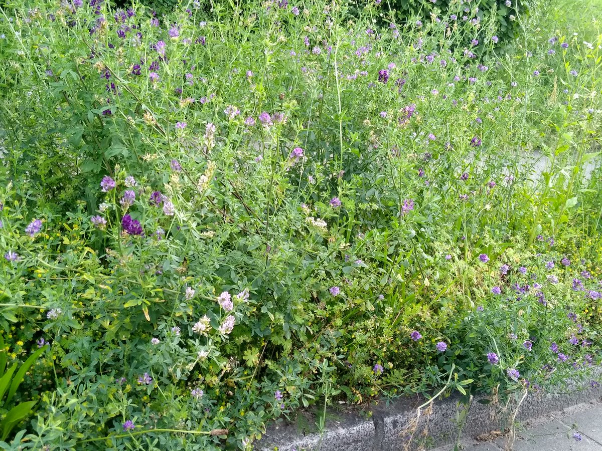 Visiting our daughter in Germany and astonishing to see how verge friendly it is around Freiburg. Why is this? No scalping verges. Incredibly bee friendly even in middle of town. We need to stop our obsession with tidyness in UK! @Love_plants @Buzz_dont_tweet #NoMowMay