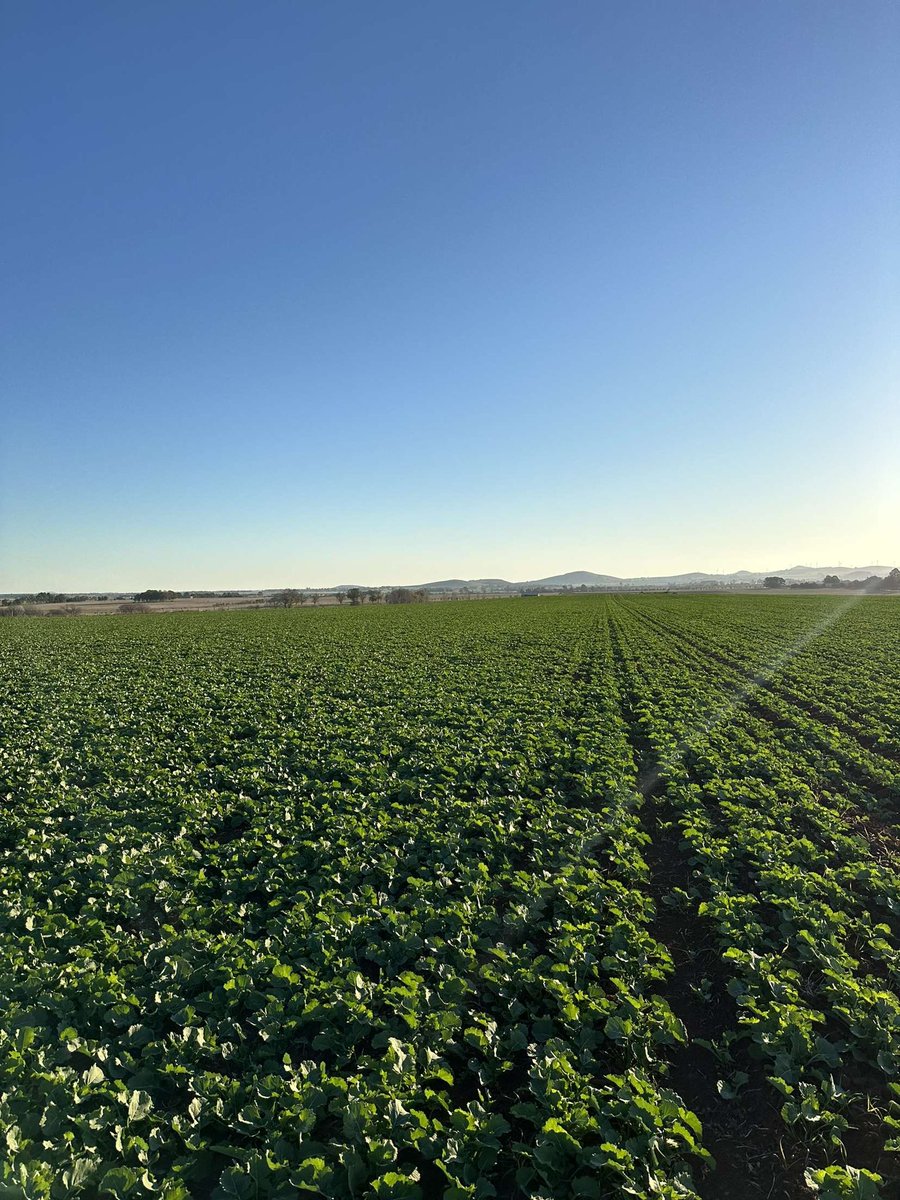 Early April sown winter canola tapping into sub soil moisture. SOA spread,  grass and broadleaf spray applied. Rye and Radish not happy. Bring on the rain!