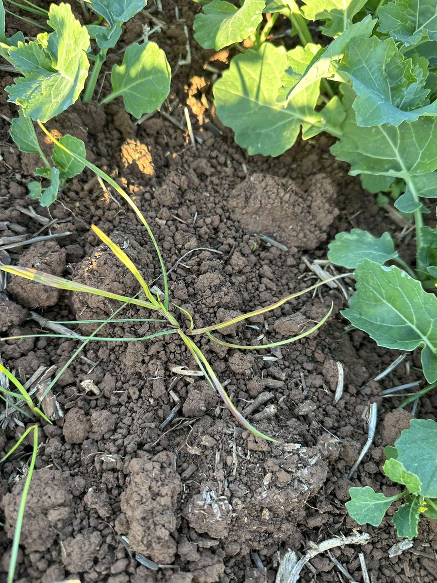 Altora Ag - Ballarat tweet media