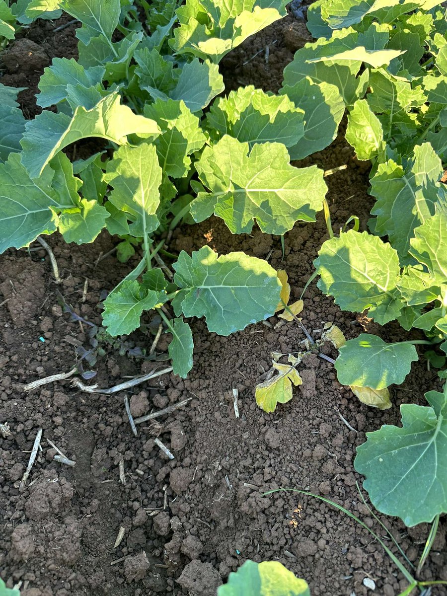 Altora Ag - Ballarat tweet media