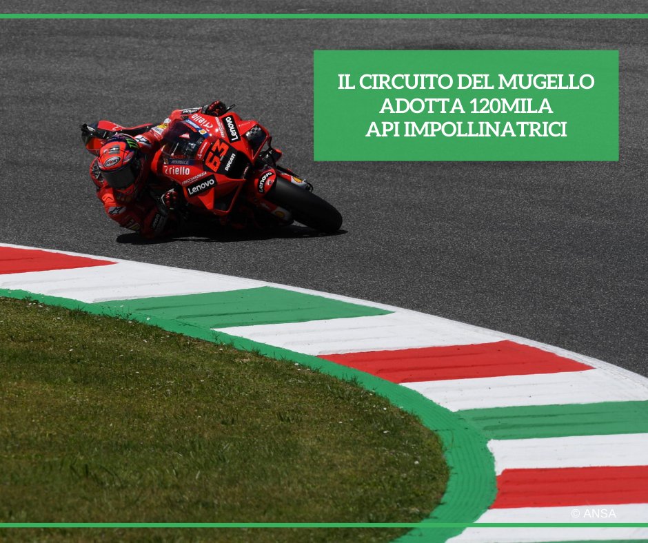 Il @MugelloCircuit ha adottato 120.000 #api impollinatrici in cinque arnie posizionate all'interno della curva San Donato. L'autodromo lancia così un messaggio di sensibilizzazione sull'importanza delle api per #ecosistema e biodiversità.
#ANSAAmbiente
➡️ bit.ly/3KhoGjY