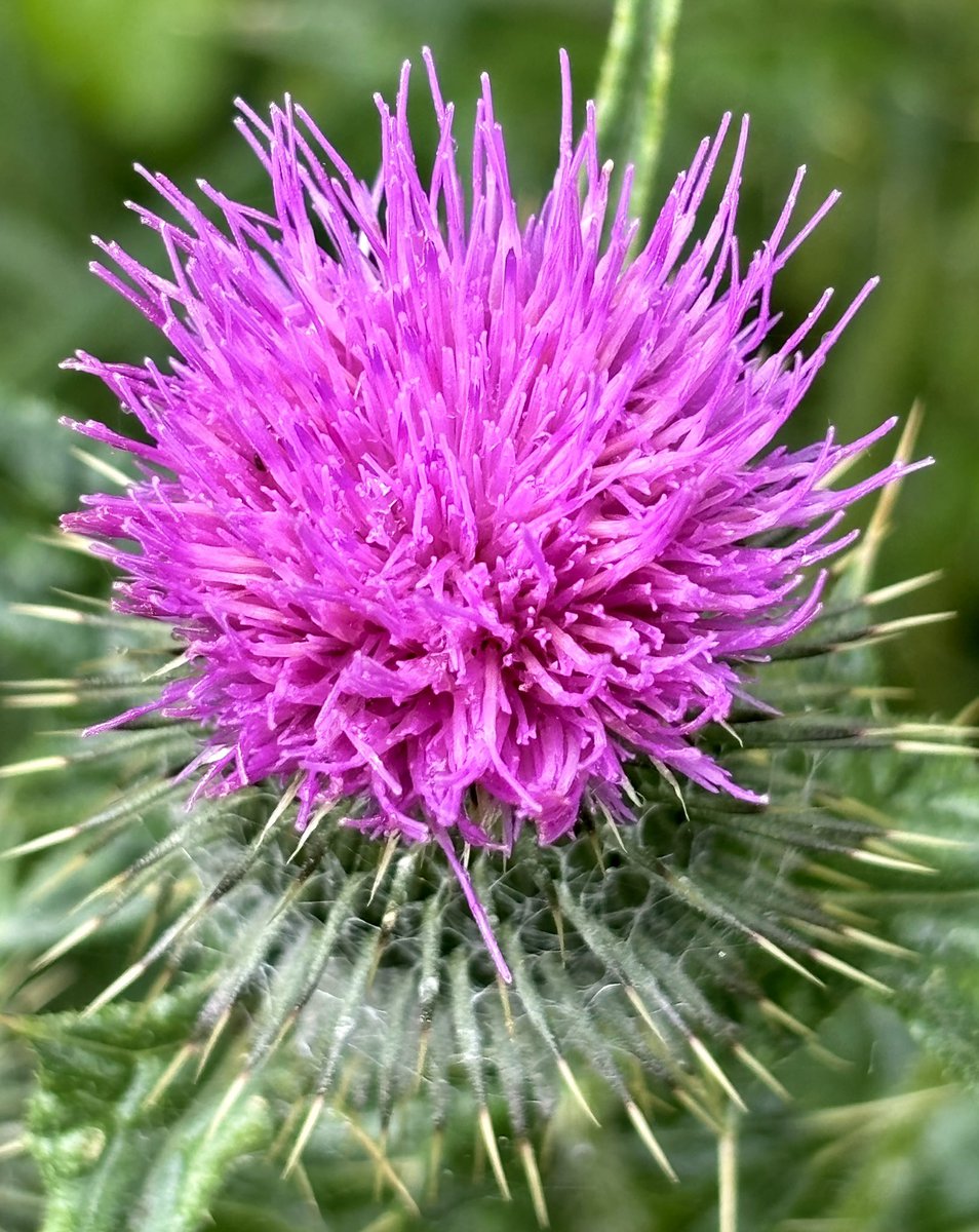 Thistle do for now #FlowerLove #thistle #flowers #somerset