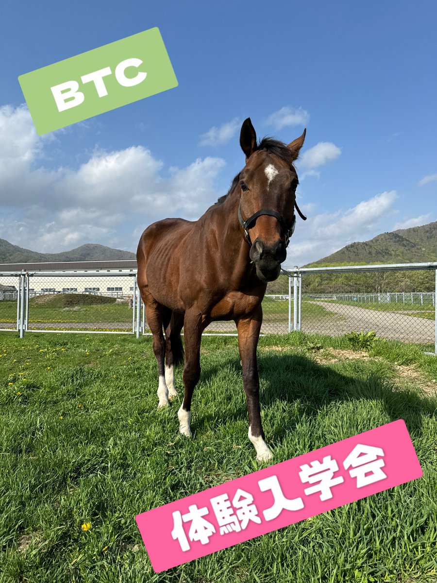 体験入学会🐎 詳細についてホームページに掲載いたしました！ 大変お待たせしてしまい、申し訳ございませんでした🙇‍♀️  https://t.co/0aebqRnuNh #競走馬 #競馬 #馬 #JRA #ボクジョブ #サラブレッド #馬好き #牧場 #馬の仕事 #就活  #乗馬 #馬術 #引退競走馬 #北海道 #浦河