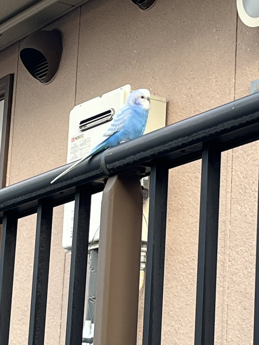 doMiOvitXSxpbS7's tweet photo. #迷子鳥セキセイインコ 
#山口県光市
#拡散希望
自宅の近くで人懐っこいセキセイインコを見かけた
気になって近寄ったら肩に乗ってきたし、触っても特に怖がってなかった https://t.co/5hTz8mjstG