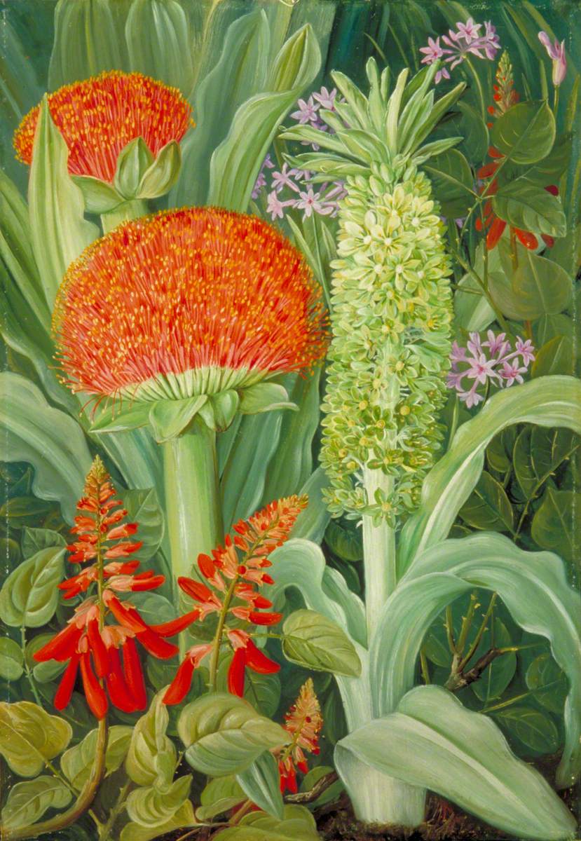 'Haemanthus and Other South African Flowers', c.1882, by Marianne North