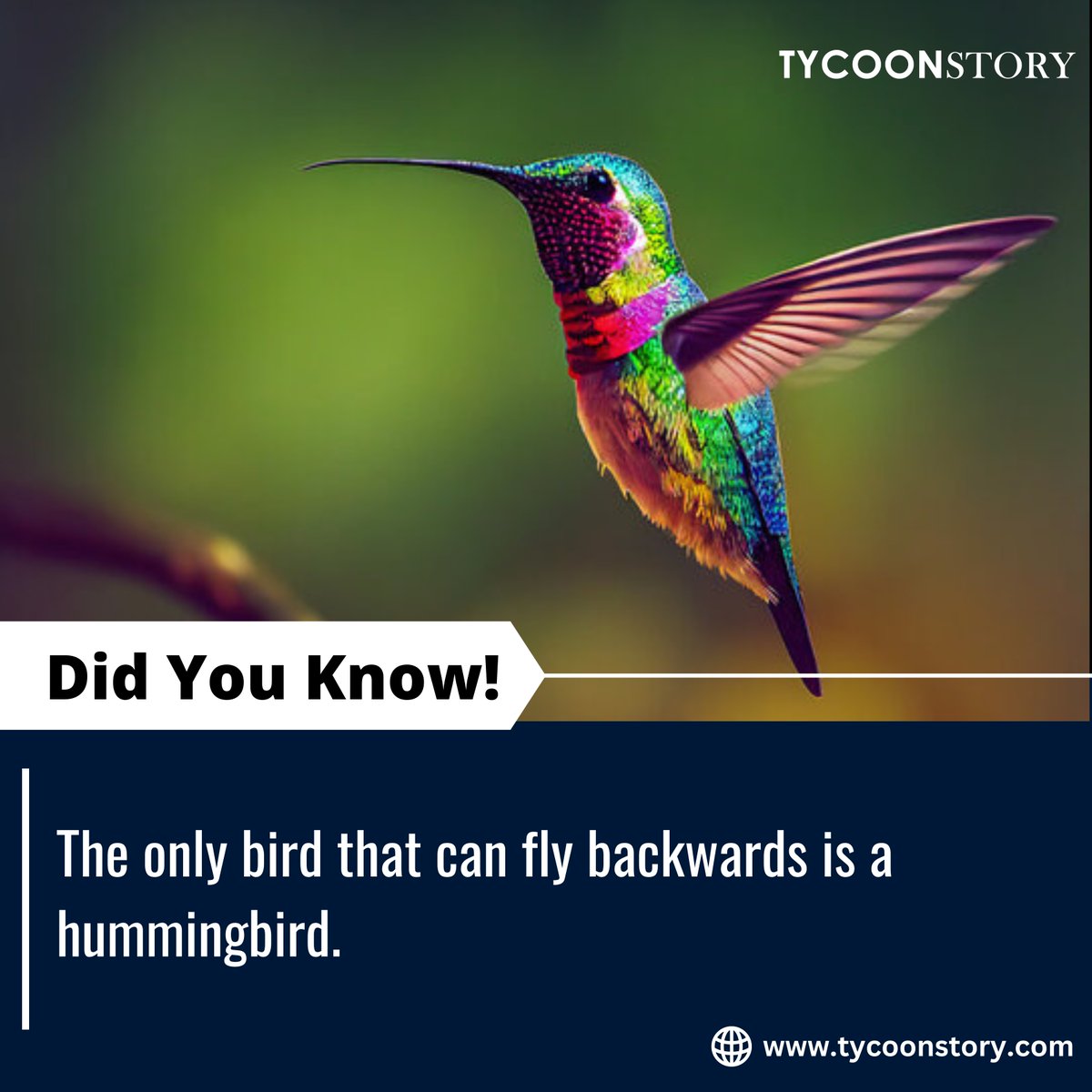 #DidYouKnow #hummingbirdfacts #uniquebirds #backwardflight #BirdTrivia #flyingskills #naturefacts #WildlifeWonder #aerialacrobatics #birdwatching #naturalworld #featheredfriends #flightpatterns #biodiversity tycoonstory.com