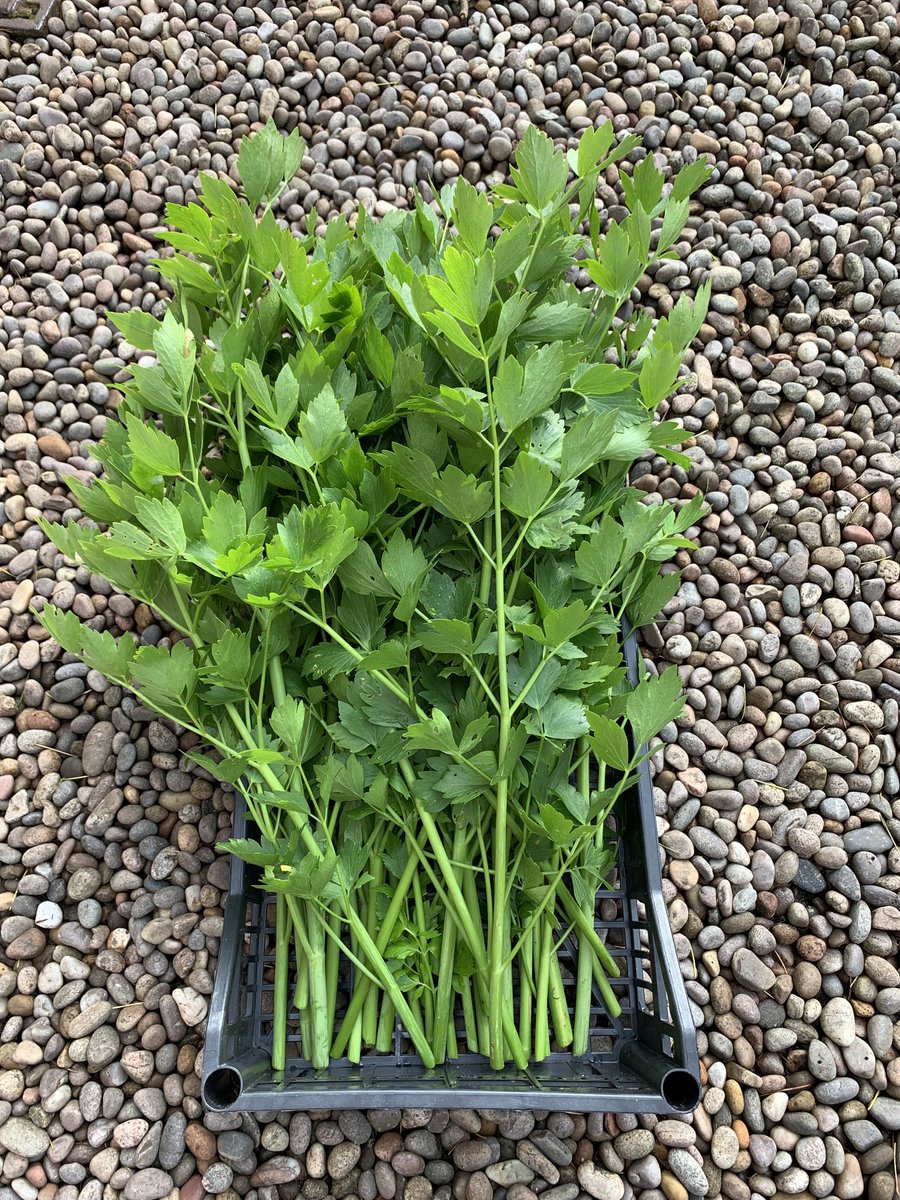 First #harvest of the #season #lovage #ContiniKitchenGarden #5foodmiles #grownforyou