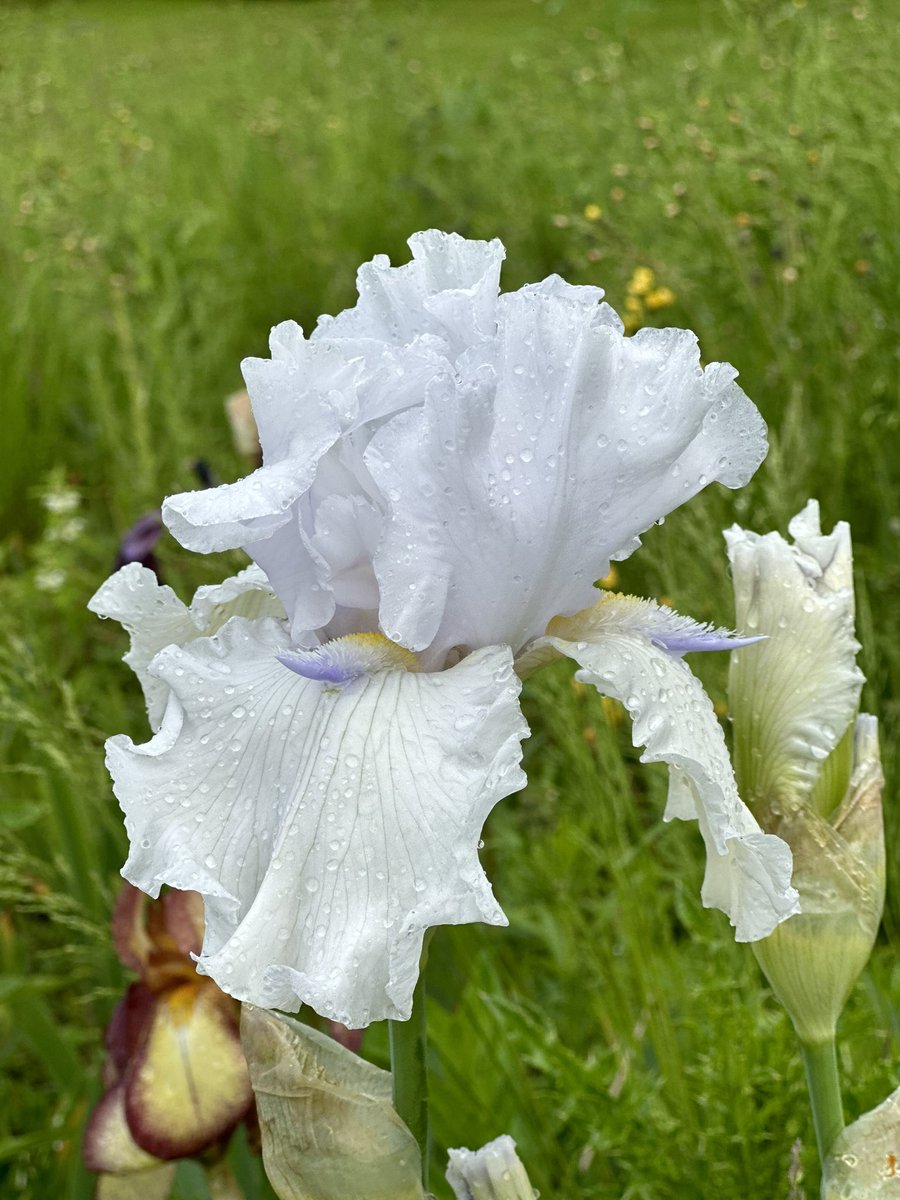 TB Iris ‘Alabaster Unicorn’ a nice clean white ‘space age’ iris that reliably stands out! #tallbeardediris #alabasterunicorn #alabaster #unicorn #irises #iris #whiteflowers #droughttolerant #plants #hardyperennials #seagatenurseries