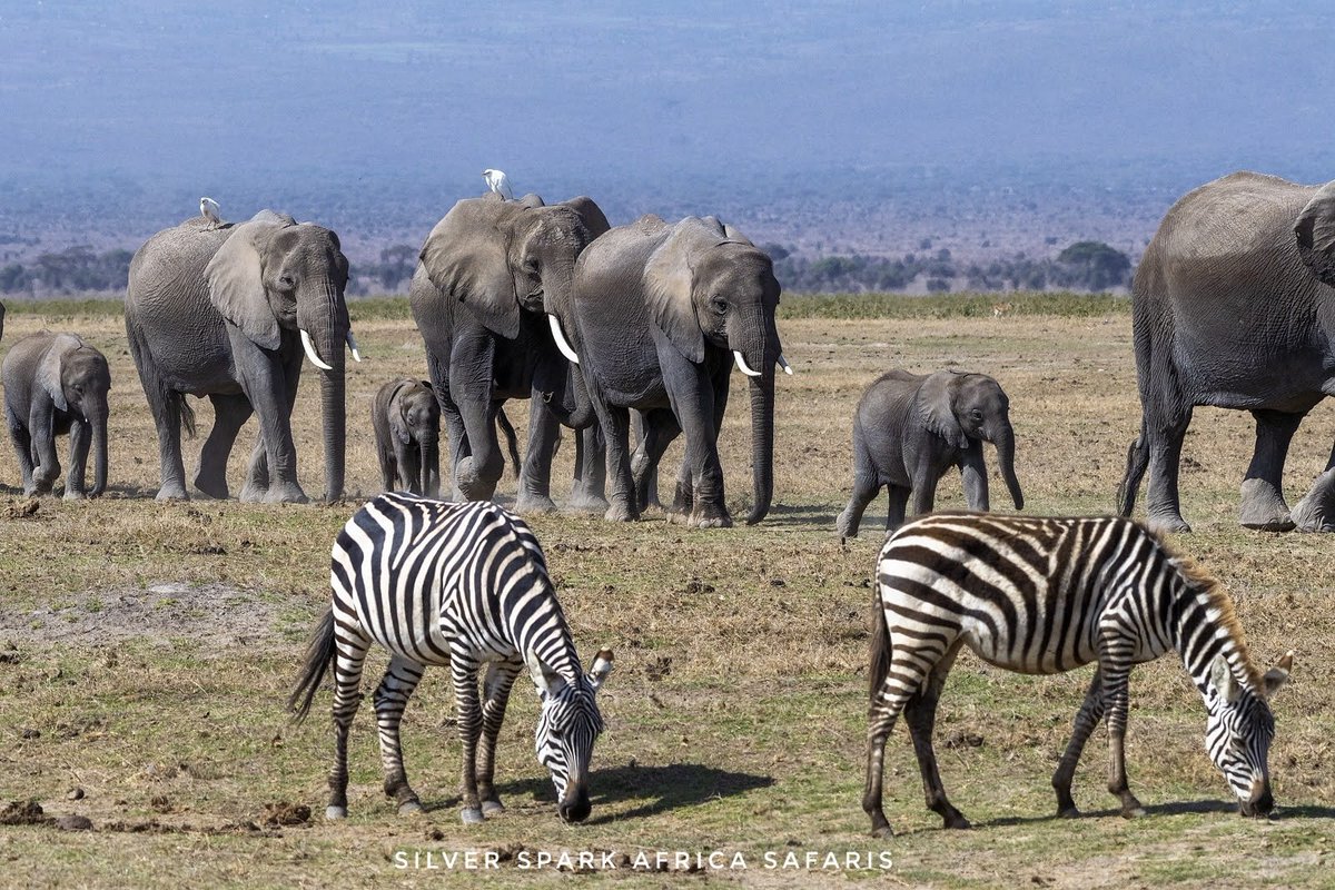 SSA_Limited's tweet photo. Mid-afternoon game drive in Amboseli National Park. 

Amboseli National Park 📌 

📷: Zebras &amp; Elephant 

#Zebra #SilverSparkAfrica #animalworldhd #Magicalkenya #africanamazing  #wildlifephotomag #wildestafrica  #Wildbeestmigration  #hikingadventures #animalelite #tourpackage https://t.co/C27cgCOtRq