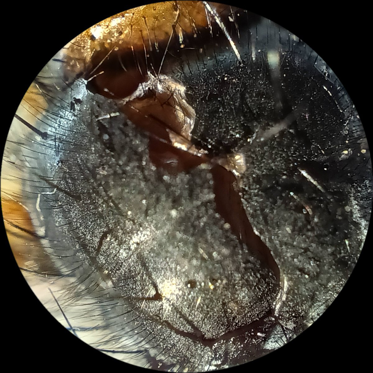 Jestem straszna,ale zabicie muchy,tej dużej, zdarzyło się każdemu..tak zrobiłam zdjęcia zwłokom.Funkcja mikroskopu jest fascynująca!
#photo #mucha #PhotoOfTheWeek #mikroskop #makro