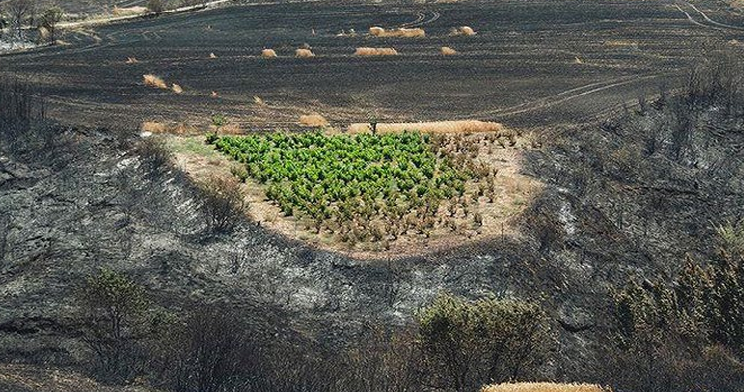 Nº 261 de la revista técnica agraria #NavarraAgraria Vinos de humo (Smoke taint) en Navarra. Consecuencias tras los graves incendios de 2022. navarraagraria.com/component/k2/i… 🔴 Suscríbete para no perderte ningún artículo: navarraagraria.com/suscripcion