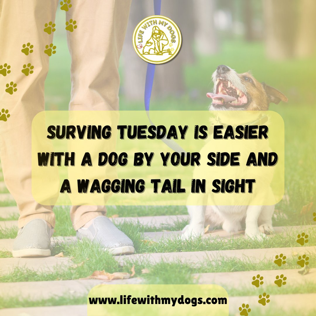 LifeWithMyDogs9's tweet photo. Getting through Tuesday with ease: Just add a dog by your side and a wagging tail in sight! 🐾😊Discover more dog information, visit https://t.co/rVNuPcJ7Pk #TuesdayTails #Tuesdayquotes #lifewithmydogs https://t.co/tIKuPlGaQh