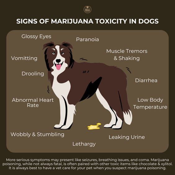Hello Dog Lovers....

This post is because it has happened twice with my dog.

It is rare, this to occur, with those with "rolled paper joints" but with those who use a pipe/bong... when they empty out the remanence it is much more potent and dogs are attracted to its scent!
