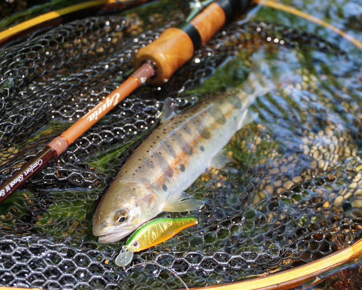 Trout Fishing with Alexandra in Japan 🇯🇵 
Rod: Egeria Native 51UL
Lure: Alexandra
Thank you Tomoki !!
#palmsfishing #yamame #trout #troutfishing #troutlure #troutlures #truite #trucha #trota #forelle #adventuretravel @palms_japan