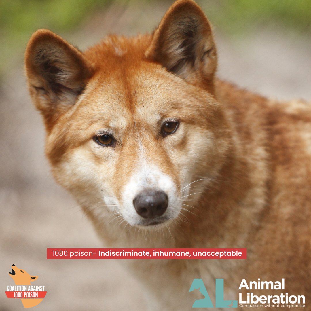 Did you know our Campaigns Director, Alex, has been recognised by Voiceless, the animal protection institute for his relentless work through the Coalition Against 1080 Poison? You can read further about the work of the Coalition here- ban1080.org.au