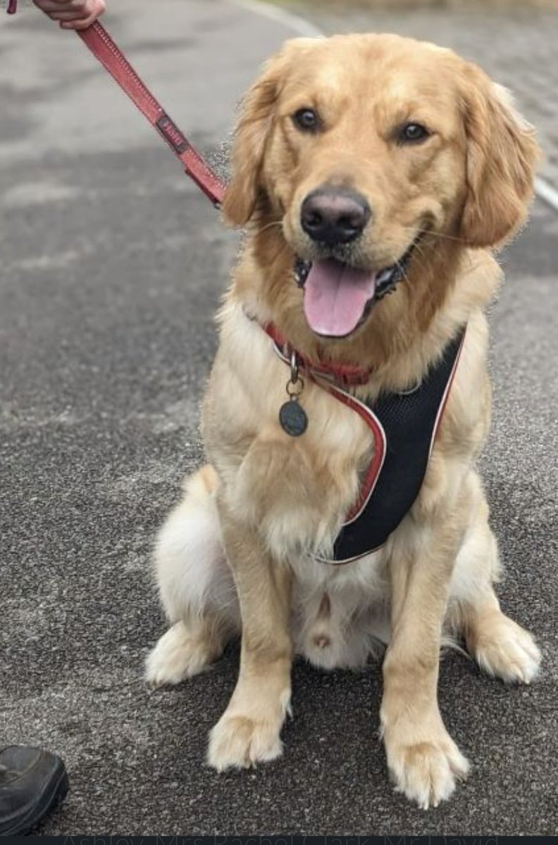 Good morning @runningpunks #ukrunchat. A good base run this morning after an exciting weekend. We are adopting a golden retriever. 17 months old, jumps on people and mouths but it was love at first sight. It will be tough but ultimately we hope rewarding. Have a great week
