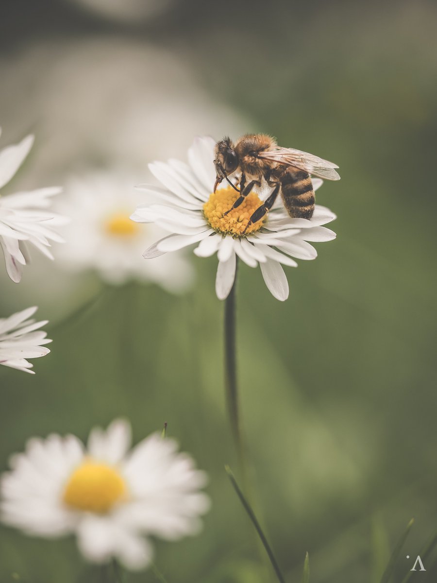 Bee-mine 💚 one of my honey bees visiting a garden daisy #photography #macro #bee