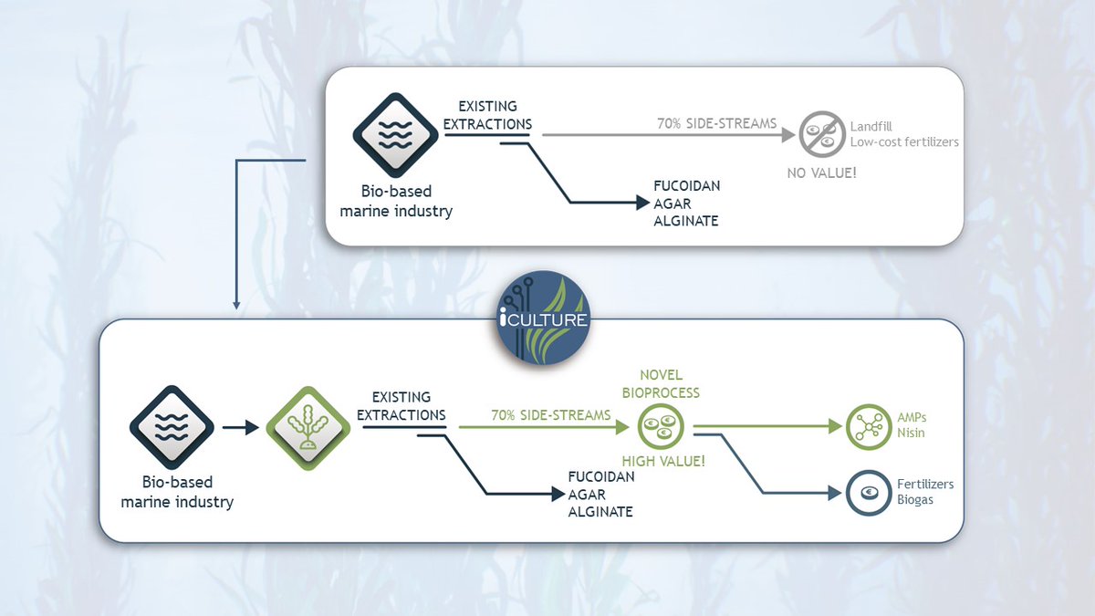 🌊 @iCULTUREproject vision to revolutionize the use of #seaweed #biomass is the generation of a catalyst that can convert seaweed residual side-streams into high value #bioactives, establishing a novel #zerowaste value chain. ♻️

📻Stay tuned to discover more!