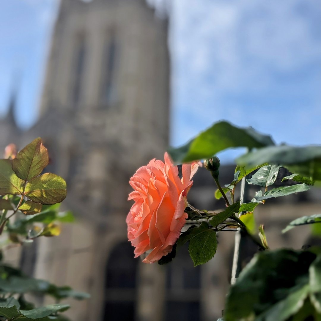 Our first Edmund Roses of the year are blooming! 🌹