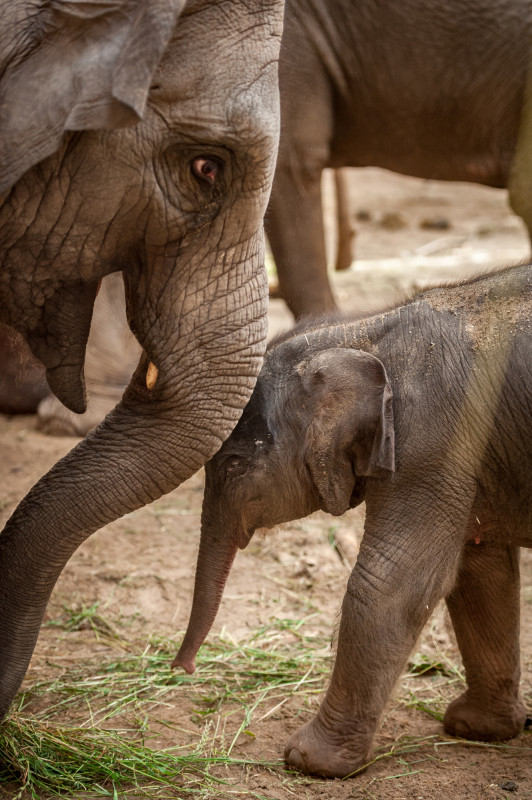 Groot nieuws in de strijd tegen #olifantenherpes! Dankzij onze nauwe samenwerking met @uniutrecht zijn we een stap dichter bij het redden van jonge olifanten wereldwijd. Lees meer over de vooruitgang die we boekten op ZOOscience.be! #EEHV @ZOOPlanckendael