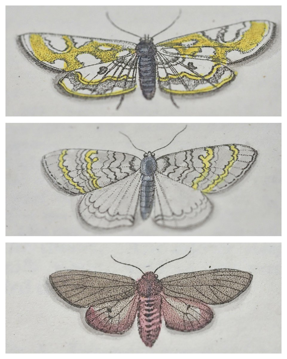 Three moths from Moses Harris’s ‘Exposition of English Insects’ (London, 1782): “large China mark”, “grey waved”, unnamed. S391.b.78.14 @theUL