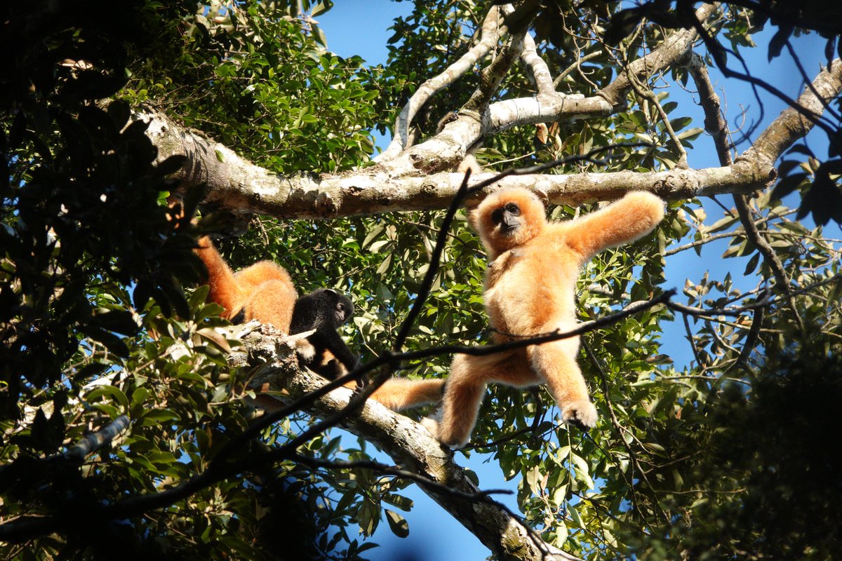 The #Hainan #gibbon is an endemic species found in Hainan Island of China. Through the restoration of its habitat, the population of the gibbons has been effectively restored, increasing from 13 in 2003 to 37 in 2022. The successful experience of Hainan gibbons protection has