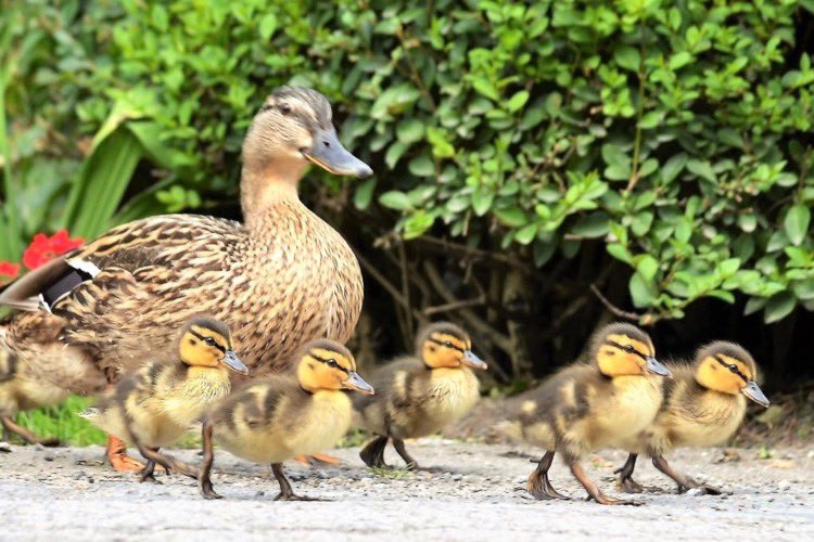 Starting Tuesday on the right foot 😊 #HappyTuesday 💚🐥💚 #Springwatch