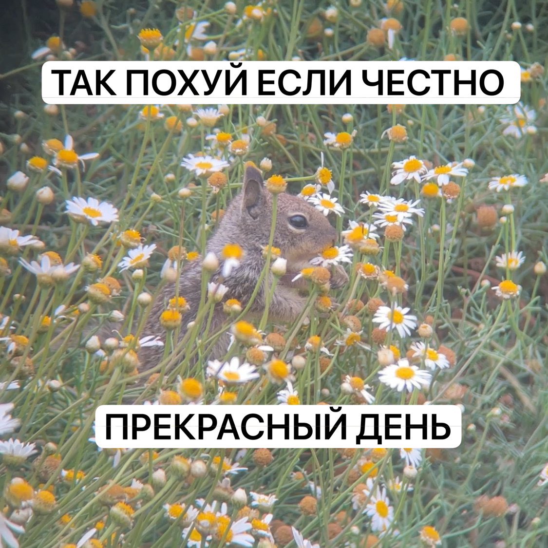 софа злющая коварная лесбиянка ⚔️🌹 tweet media