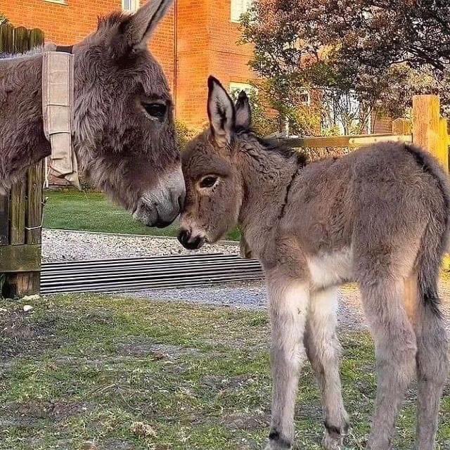 Donkey of the Day  🤗 #donkey #donkeywelfare #donkeys #Eeyore #Ilovedonkeys  #donkeyrescue #donkeylife #donkeysanctuary #haven #donkeyhaven #donkeylove #donkeyphotography Photo credit: unknown