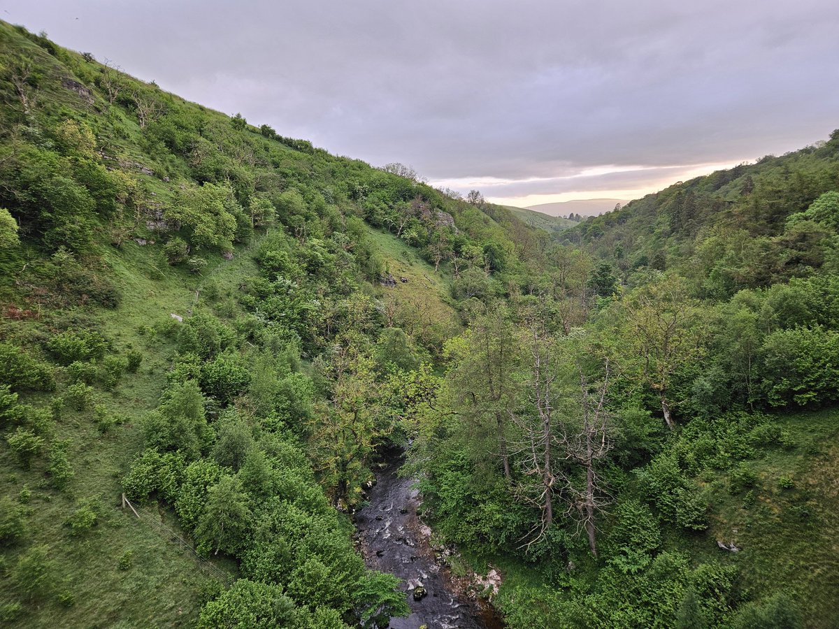 Early start for breeding bird survey @cumbriawildlife Smardale Gill nature reserve with Pied Flycatcher, Redstart, Spotted Flycatcher, Garden Warbler, and as usual loads of Willow Warbler #CumbriaBirds