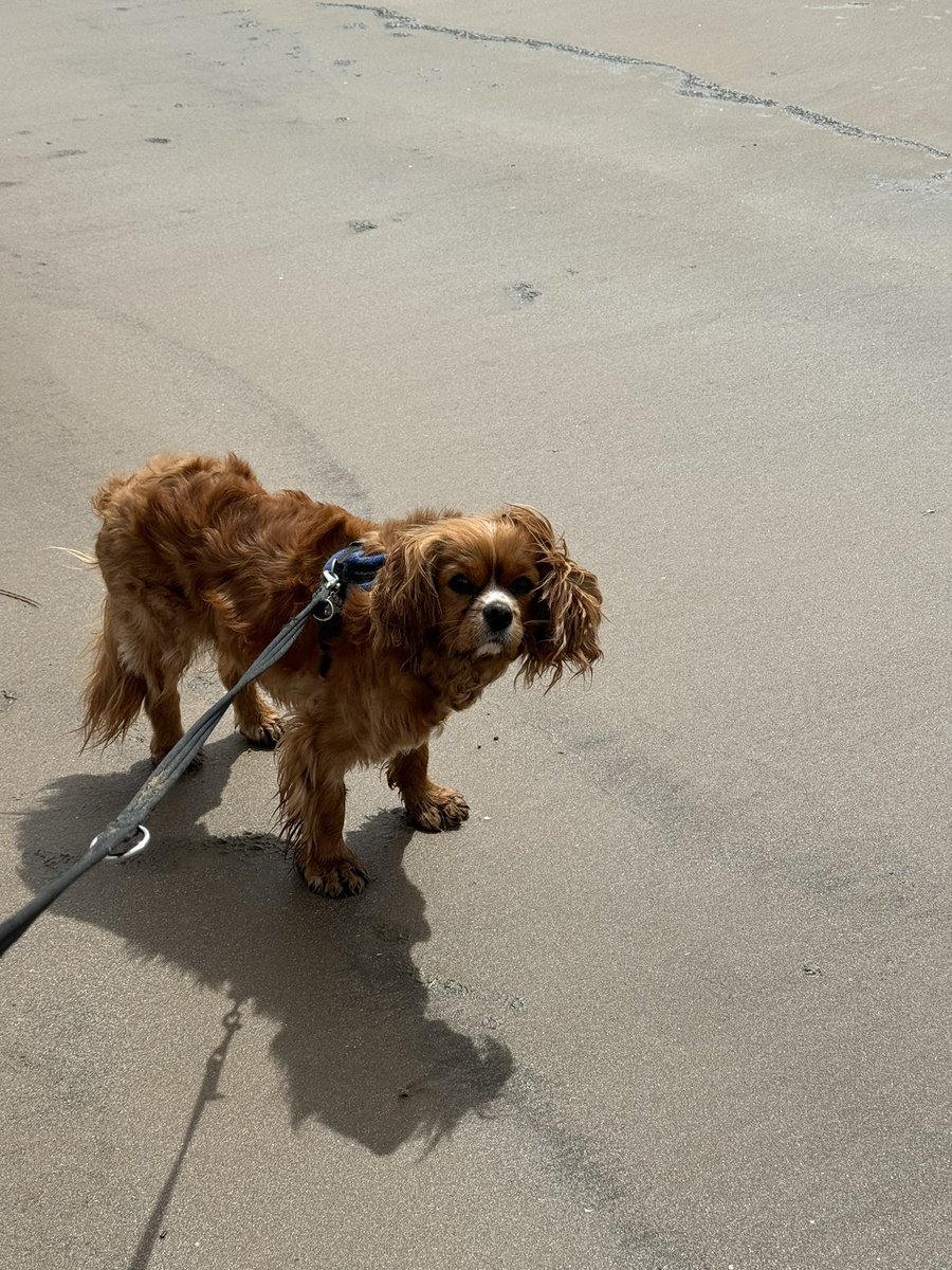 Sometimes when you want something pals, you need to be stubborn and stand your ground. Especially when you know you’ve walked right past a cafe 😋 Cody 🐾