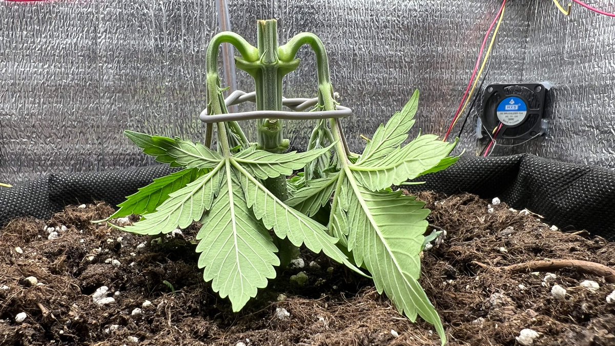 Have you ever applied this training technique to your plants? 🌱