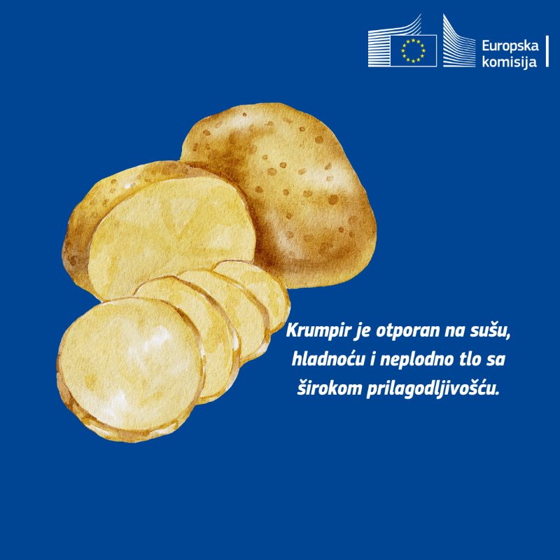 EK_Hrvatska's tweet photo. Jučer je obilježen Međunarodni dan krumpira! 🌍➡️💚
Potječe iz južnoameričkih Anda, a u 16. stoljeću stigao je u 🇪🇺 i od tada se proširio po cijelom svijetu, postajući ključna namirnica u mnogim prehrambenim kulturama. ✨
#EUFood https://t.co/wwkRAerPVI
