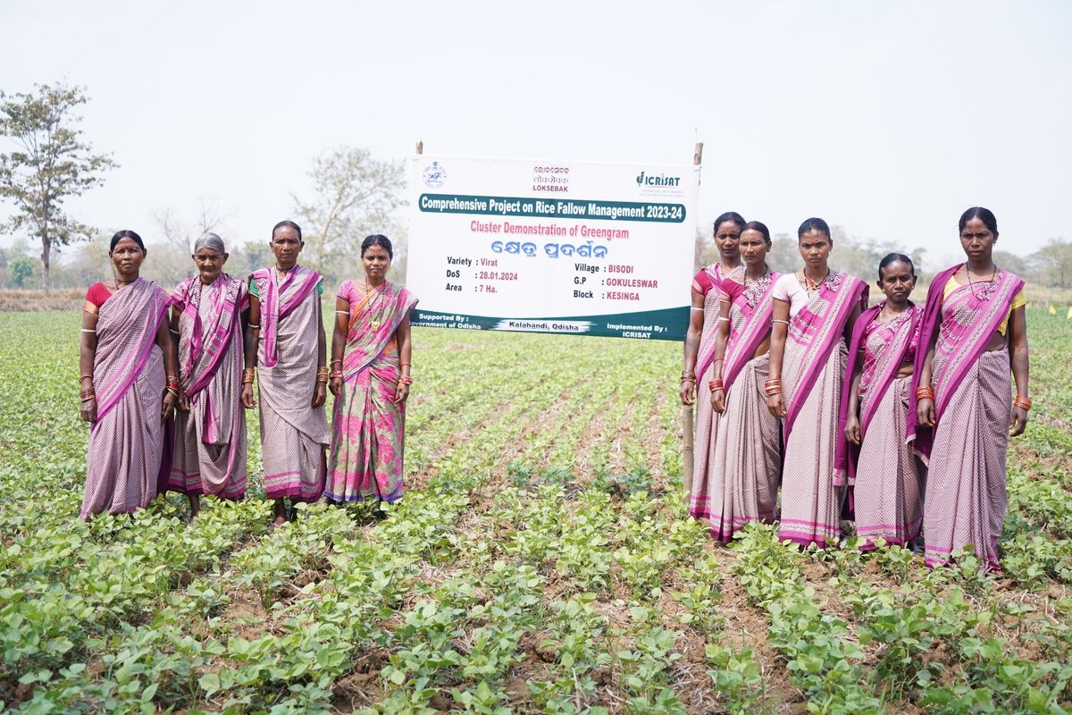 Growing pulses in rice fallows has inspired 62% of participating farmers to cultivate a second crop for the first time in five years! This project, scaled up in eight districts of #Odisha, has benefited 152,601 farmers, setting a stellar example of comprehensive economic,