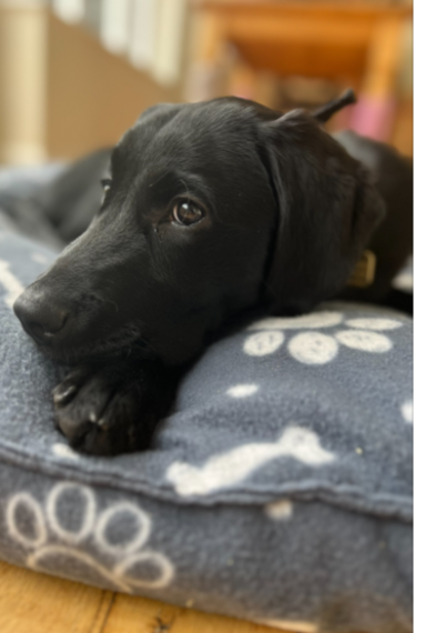 update on my sponsored namesake <a href="/guidedogs/">Guide Dogs</a> puppy Lassie.  She loves snoozing in the sun, is adventurers, likes exploring + curling up on human feet. She sounds just like me! Keep going Lassie! You're gonna be pawsome! Thx to Stephanie for raising her &amp; everyone who donated.