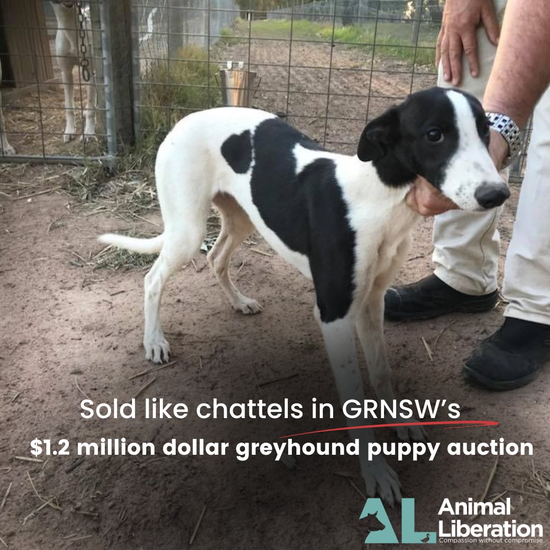GRNSW continues to ignore allegations about greyhound cruelty, deaths in transit to the US, warehousing, bullying, corruption, cover-ups, nepotism and now, The public has no confidence or trust in an industry that exploits, commodifies, maims and kills greyhounds for gambling.